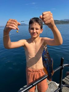 Bluespotted seabass