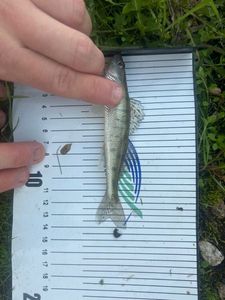 Zander