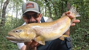 Brown Trout