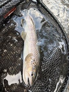 Brown Trout
