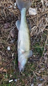 Zander