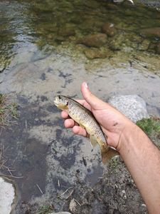 Brown Trout