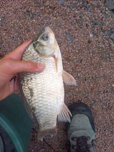 Prussian Carp