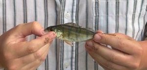 European Perch