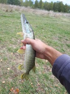 Northern Pike