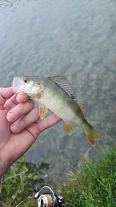 European Perch