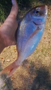 Common Two-banded Seabream