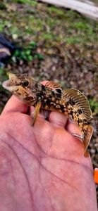 Giant Goby