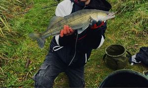 Zander