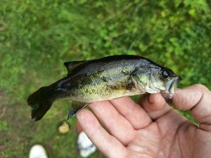 Largemouth Bass