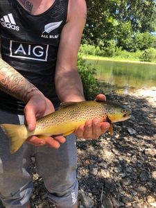 Brown Trout
