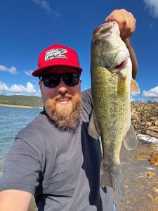 Largemouth Bass