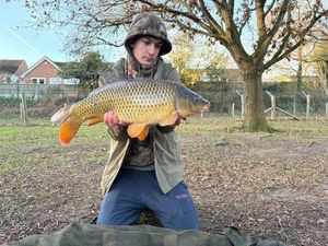 Common Carp