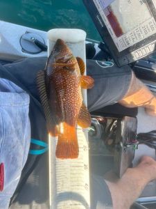 Ballan Wrasse