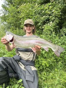 Rainbow Trout