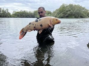 Koï Fish