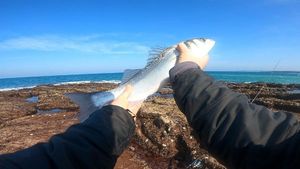 European Bass (Seabass)