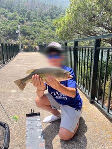 Largemouth Bass