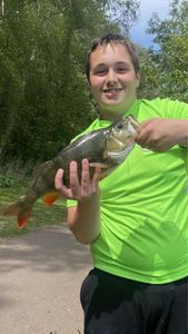 European Perch