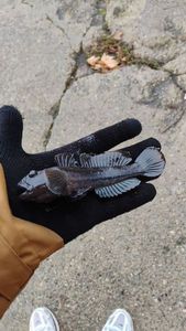 Round Goby