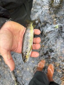 Brown Trout