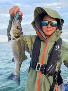 European Bass (Seabass)