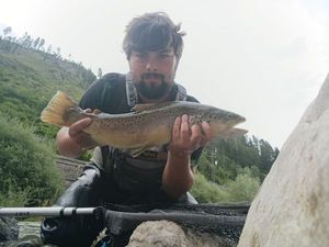 Brown Trout