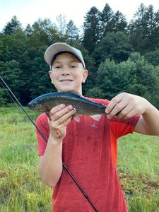 Rainbow Trout