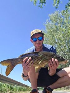 Common Carp