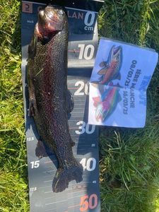 Rainbow Trout