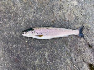 Sea Trout
