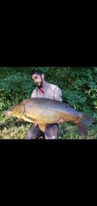 Mirror Carp