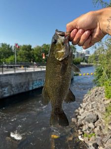Smallmouth Bass