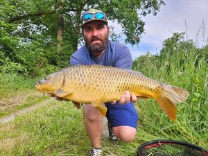 Common Carp