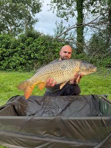 Common Carp