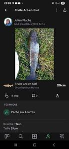 Rainbow Trout