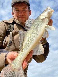 Zander