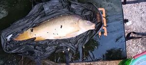 Leather Carp