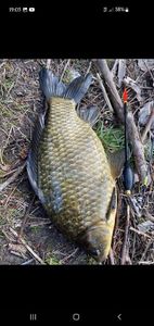 Crucian Carp