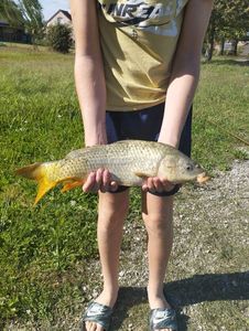 Common Carp