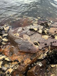 Platycephalus