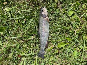 Brown Trout