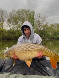 Common Carp