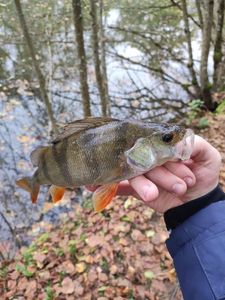 European Perch