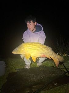 Common Carp