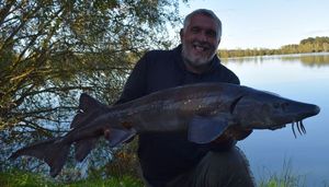 Siberian Sturgeon