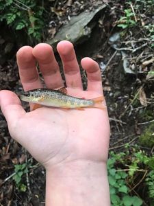 Brown Trout