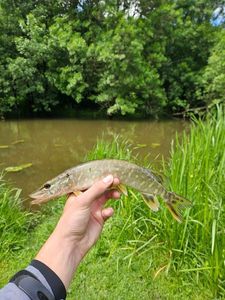 Northern Pike
