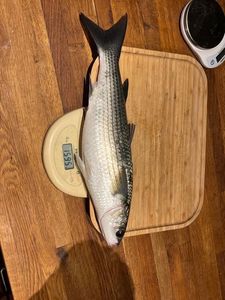 Thinlip Grey Mullet