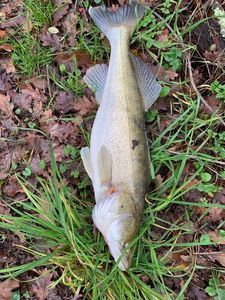 Zander